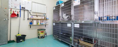 Cats place