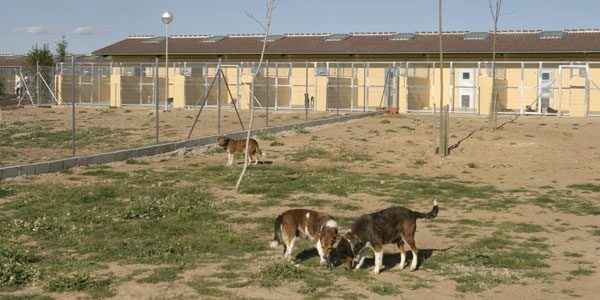 Dog places in anaa Dog places in anaa