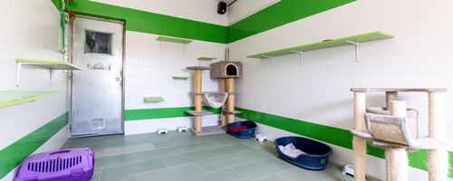 Cat room
