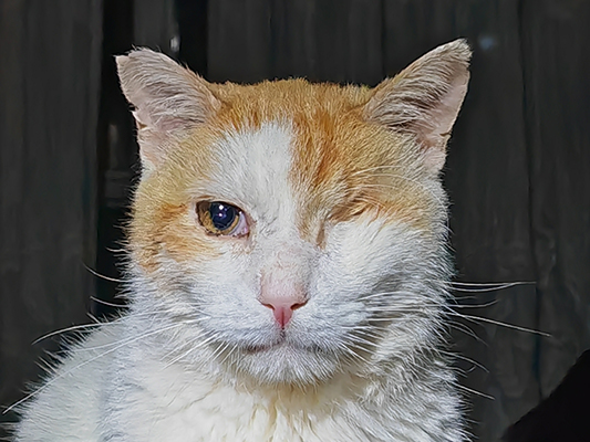 ANGELITO