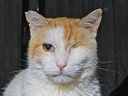 ANGELITO