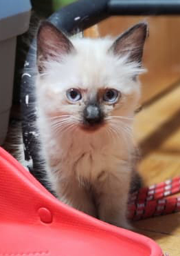 MILU