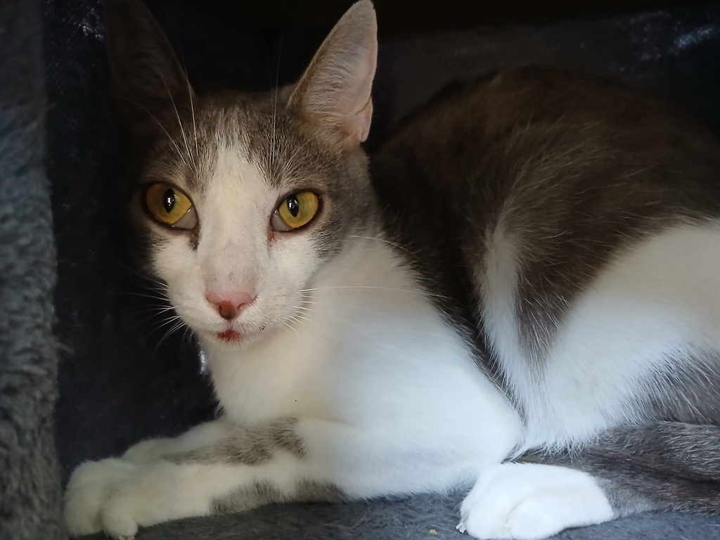 INDI