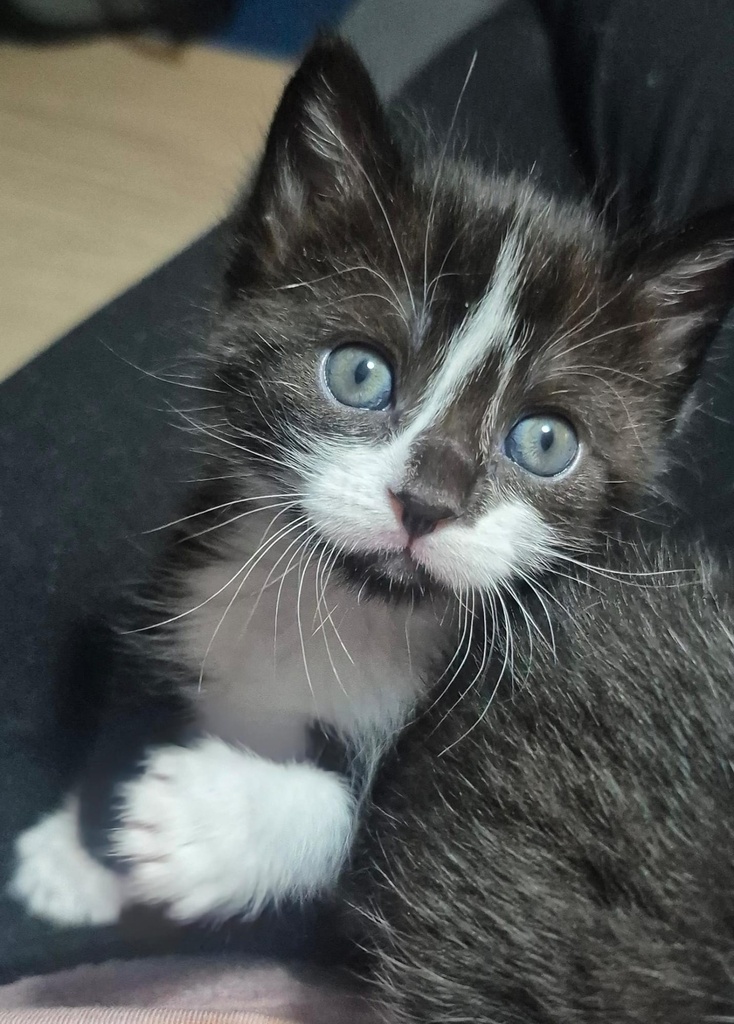 GATILDA